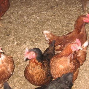 Poules - Les jardins du lac