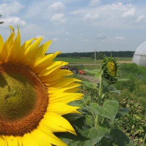 Tournesol - Les jardins du lac