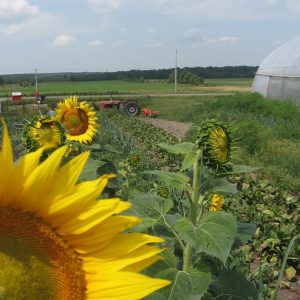 Tournesol - Les jardins du lac