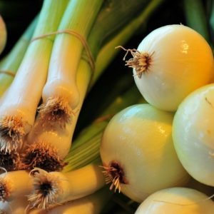 Oignons - Les jardins du lac