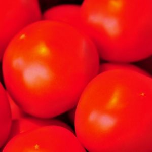 Tomates - Les jardins du lac