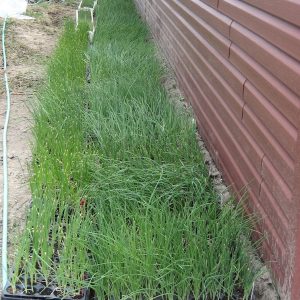 Oignons - Les jardins du lac