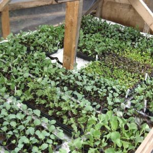 Transplants de crucifères - Les jardins du lac
