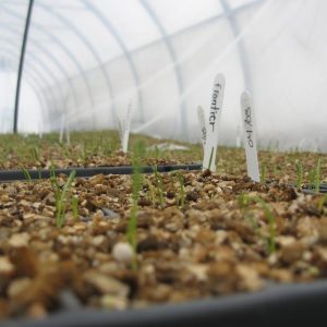 Semis d'oignons - Les jardins du lac