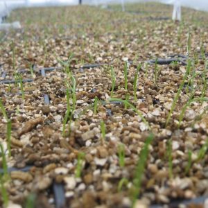 Semis d'oignons - Les jardins du lac