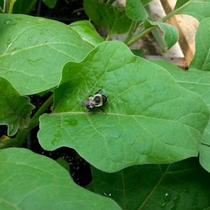 Abeille - Les jardins du lac