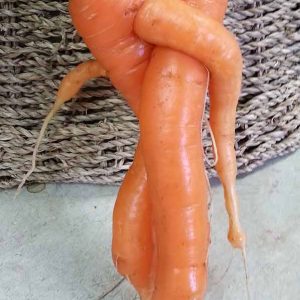 Carottes - Les jardins du lac