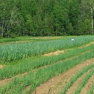 Champs - Les jardins du lac