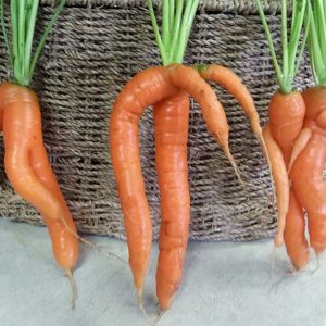 Carottes drôles - Les jardins du lac