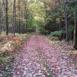 Environnement - Les jardins du lac