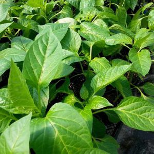 Feuillage - Les jardins du lac