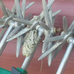 Grenouille en visite - Les jardins du lac