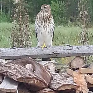 Visiteur surprise - Les jardins du lac