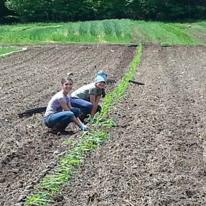 Travail au champs - Les jardins du lac