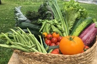 Panier légumes biologiques